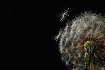 Beautiful dandelion flower on black background, closeup. Space for text