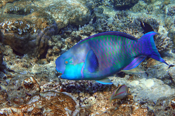 Red Sea Steephead Parrotfish (Chlorurus gibbus) 