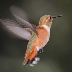 Hummingbird