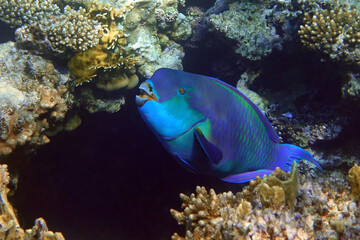 Red Sea Steephead Parrotfish (Chlorurus gibbus) 