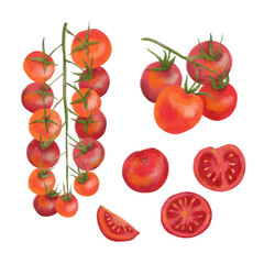 Fresh ripe red cherry tomatoes on the branch cut in half and sliced set. Hand drawn digital watercolor illustration, isolated on white background