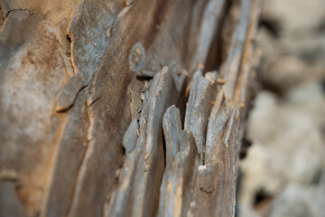 close up of wood