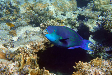 Red Sea Steephead Parrotfish (Chlorurus gibbus) 