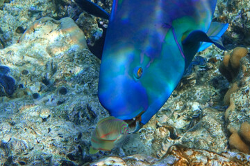 Red Sea Steephead Parrotfish (Chlorurus gibbus) 