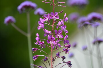 Flowers in the Wild