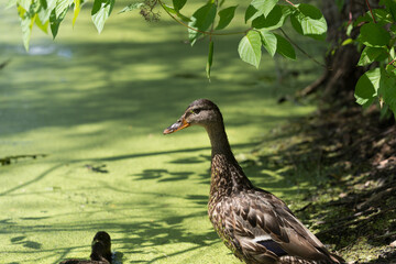 female mallard duck keeping watch over her flock while foraging for plant material in a shallow pond covered with floating macroscopic plants or duckweeds (lemna)
