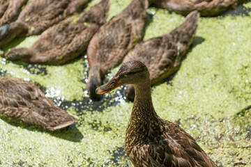 young mallard ducks foraging for plant material in a shallow pond covered with floating macroscopic plants or duckweeds (lemna)