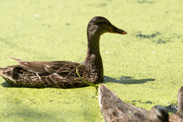 young mallard ducks foraging for plant material in a shallow pond covered with floating macroscopic plants or duckweeds (lemna)