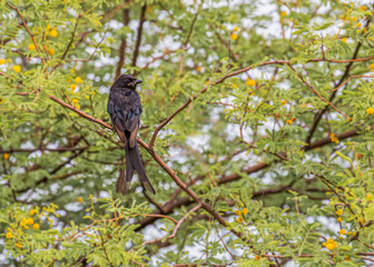 Drango resting on a tree