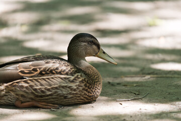 old female mallard duck resting under the shade
