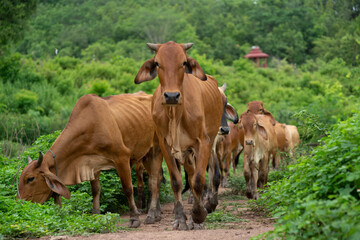 herd of cows in the meadow farmers cows in nature