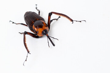 Red Palm Weevil, Rhynchophorus ferrugineus,isolated on white