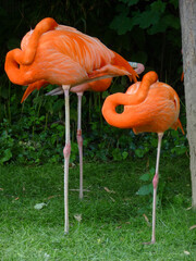 Rote Flamingos stehen auf einem Bein und schlafen.