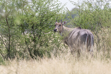 Blue Bull in search of food