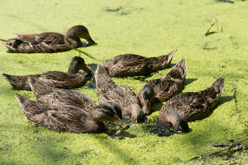 young mallard ducks foraging for plant material in a shallow pond covered with floating macroscopic plants or duckweeds (lemna)