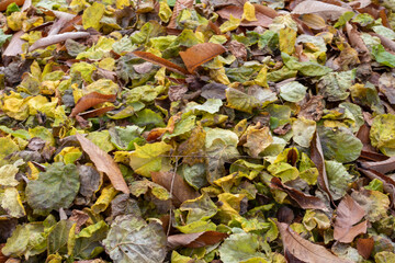 fallen autumn leaves