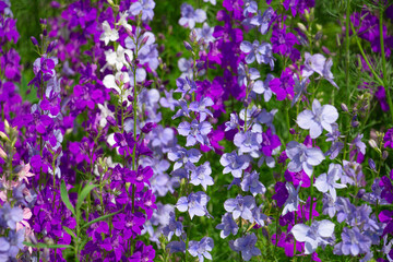 Naklejka premium Delphinium blooms in the garden, bright blue, purple flowers