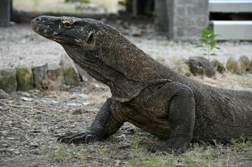 Komodo dragon