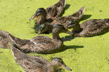 young mallard ducks foraging for plant material in a shallow pond covered with floating macroscopic plants or duckweeds (lemna)