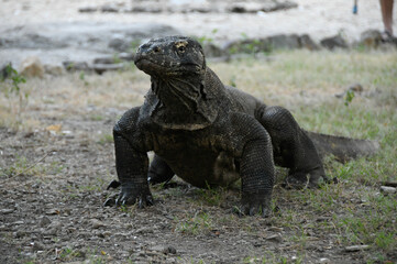 Komodo dragon