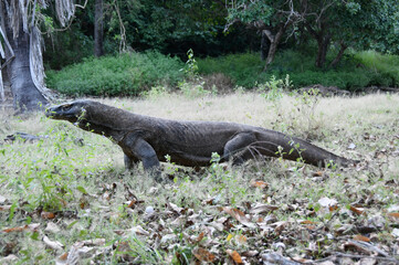 Komodo dragon