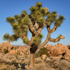 Joshua Tree