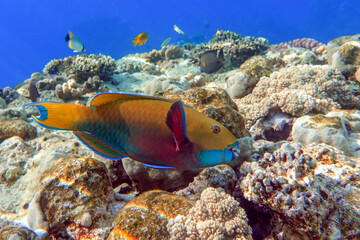 Yellow parrotfish next  to corals ,Red Sea