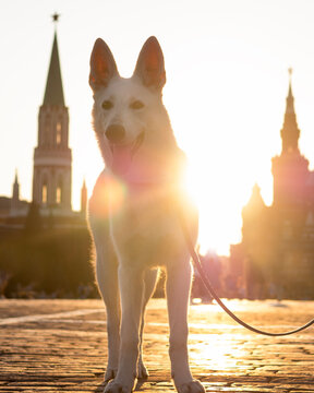 dog in red square