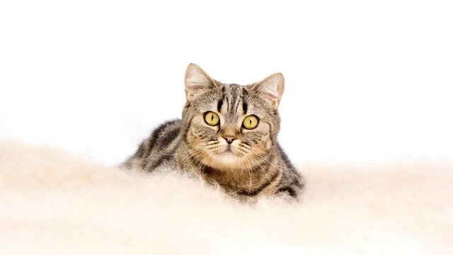 Cat among the fluff. Cat isolated on white background among cattail fluff. Cat hunts and looks at the camera among the fluff.