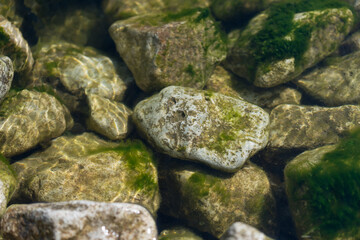 seaweed on the rocks
