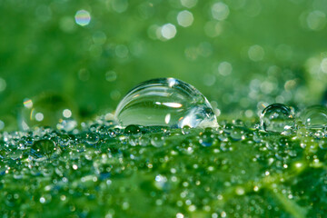Large beautiful drops of transparent rain water on a green leaves. Green leaf with drops of water on a blurred natural background. Macro. Shallow depth of field
