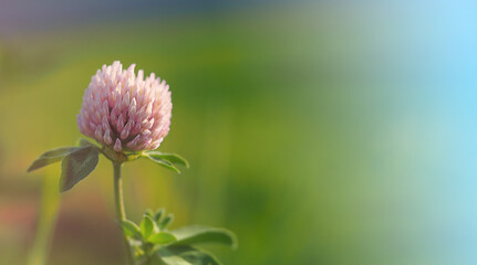 one purple clover flower with green leaves on a blurry background, horizontal wide abstract banner