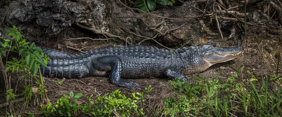 Alligator