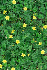 Fototapeta premium View from above. A carpet of leaves and flowers. Yellow flowers of Potentilla. Background, texture