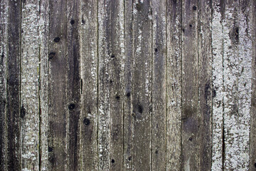 Obraz premium Wooden cracked surface covered with moss and lichens
