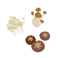 Mushrooms in Asian cooking - eringi, enoki, shiitake, enokitake. Collection of mushrooms for menu design, logo, packaging.