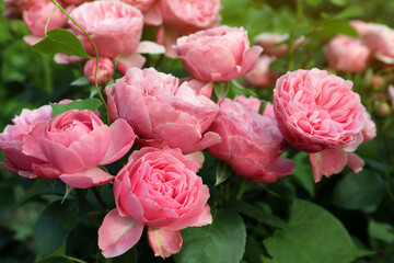 Beautiful blooming pink roses on bush outdoors, closeup