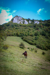 Horse. A wild horse stands alone in nature on a meadow. Wild stallion. Wild horse in Bosnia and...