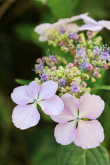 Fototapeta premium Beautiful pink hortensia flowers in the garden.