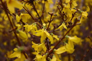 Yellow Flowers