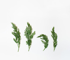 Carrot green leaves on a light background. Trendy creative minimal concept made of pattern treetops.