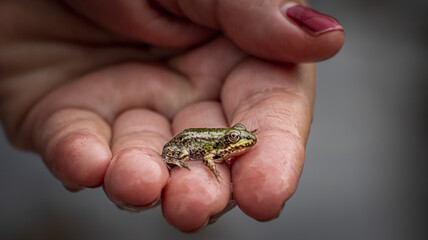 Frosch