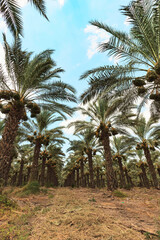Orchard with palm date trees.
