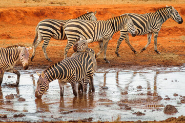 Fototapeta na wymiar zebras in the serengeti country