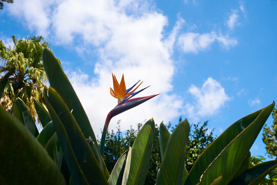 colorful bird of paradise flower head in the garden on a summer day, Madeira Island