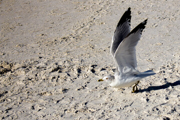 Fototapeta na wymiar Seagull On The Beach
