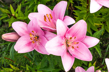 Fototapeta premium three pink lily flowers with leaves
