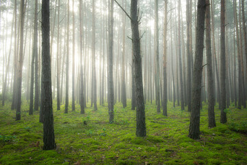 Foggy morning in the green pine forest