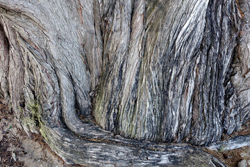 Ecorce de tronc d'arbre ancien