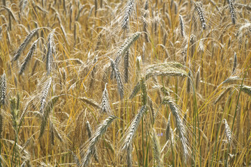 Closeup of ripe ears of rye.  Rye field in gold color, natural background, Rural landscape....
